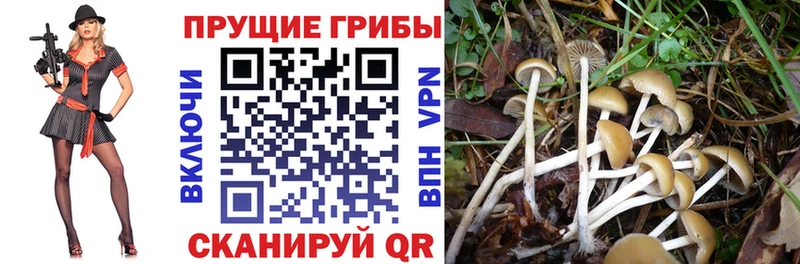 Псилоцибиновые грибы Psilocybe  Усть-Джегута 